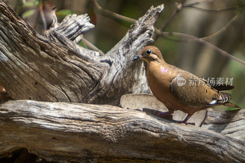 Zenaida Dove， (Zenaida aurita)， Paloma Guanaro, Tourterelle, queue carr<e:1>。